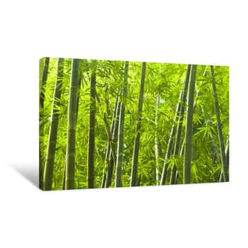 Image of Leafy Bamboo Forest Canvas Print
