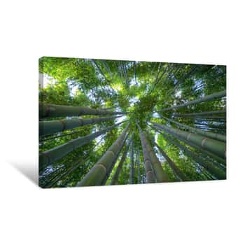 Image of Bamboo Forest, A Look To The Sky Canvas Print