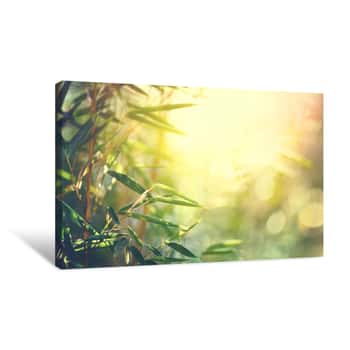Image of Bamboo Forest  Growing Bamboo In Japanese Garden Canvas Print