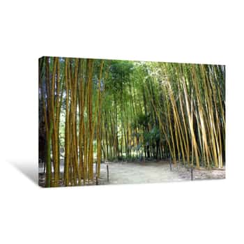 Image of Bamboo Forest In The Anduze Bamboo Plantation Canvas Print