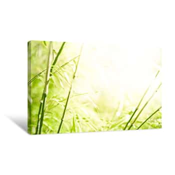 Image of Green Bamboo Background Canvas Print