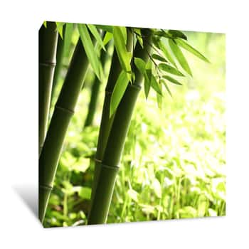 Image of Bright Green Bamboo Forest Canvas Print