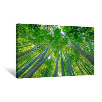 Image of Grove Of The Bamboo Garden Of The Take-dera Temple Or Hokoku-ji Temple Of Kamakura Town Of Japan  Meditative And Buddhism Concept  Prospective View Canvas Print