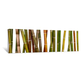 Image of Multicolored Bamboo Background, Bamboo Isolated On White Background Canvas Print