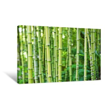Image of Green Bamboo Nature Backgrounds Canvas Print