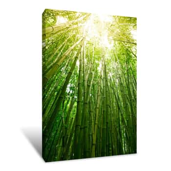 Image of Lush Green Bamboo Background Canvas Print