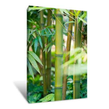 Image of The Bamboo Forest Canvas Print
