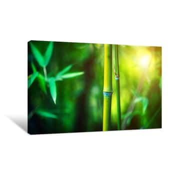 Image of Bamboo Forest  Growing Bamboo Border Design Over Blurred Sunny Background  Nature Backdrop Canvas Print
