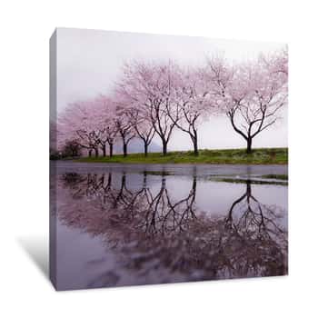 Image of Hidakas Cherry Blossom Trees Canvas Print