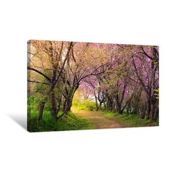 Image of Cherry Blossom Pink Sakura In Thailand And A Footpath Leading In Canvas Print