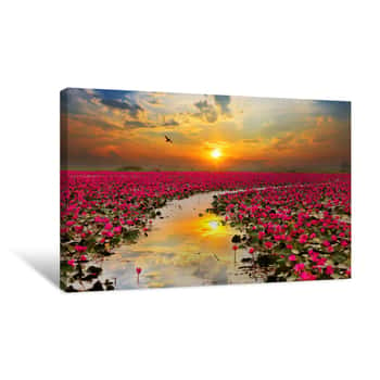 Image of Sunshine Rising Lotus Flower In Thailand Canvas Print
