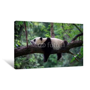 Image of Lazy Panda Bear Sleeping On A Tree Branch, China Wildlife  Bifengxia Nature Reserve, Sichuan Province Canvas Print