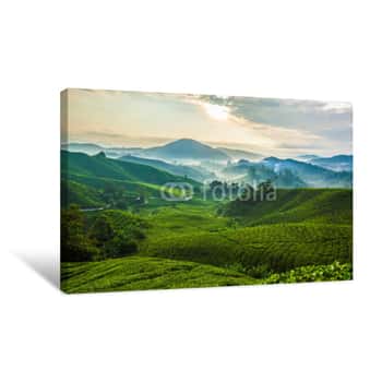 Image of Misty Morning In Cameron Highlands Tea Plantation A Canvas Print