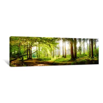 Image of Beautiful Forest In Spring With Bright Sun Shining Through The Trees Canvas Print