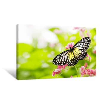 Image of Butterfly Feeding On A Flower Canvas Print