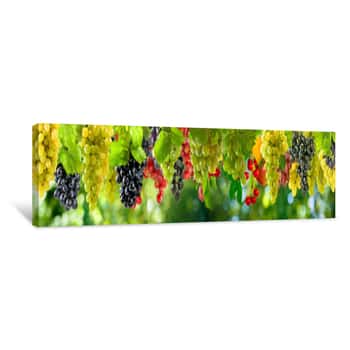 Image of Ripe Grapes On A Green Background In The Garden Canvas Print