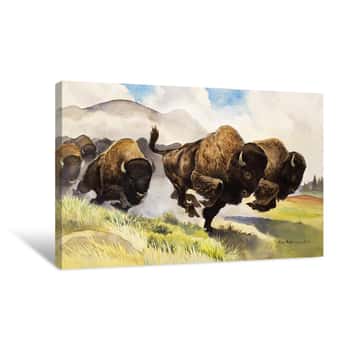 Image of These Buffalo are Bison Canvas Print