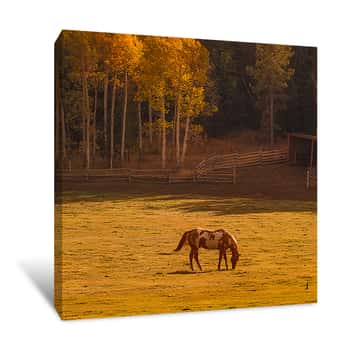 Image of Horse Grazing In Grand Teton Park Canvas Print
