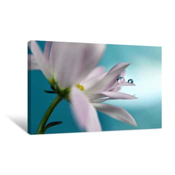 Image of Purple Flower With Turquoise Background Canvas Print