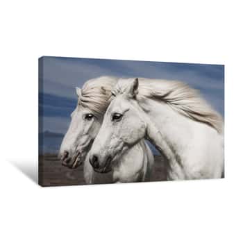 Image of Twin Horses Canvas Print