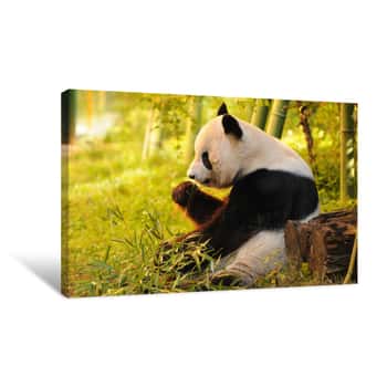 Image of Calm Panda Canvas Print