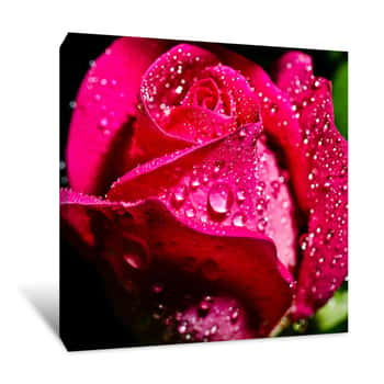Image of Flower Caressed by Water Canvas Print