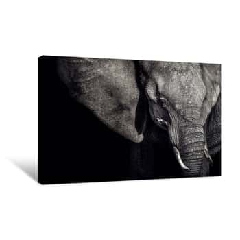 Image of The Elephant Canvas Print