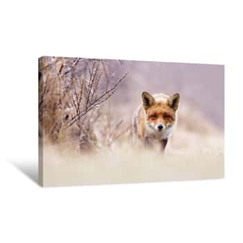 Image of Red Fox in Pastels Canvas Print
