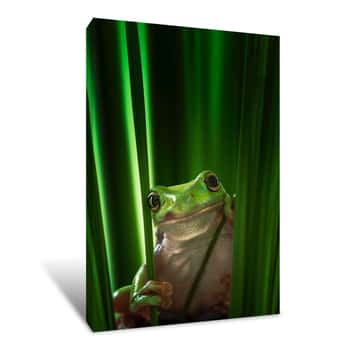 Image of Green Frog Canvas Print