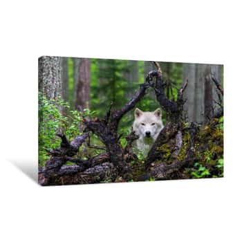 Image of Wolf Canvas Print