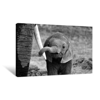 Image of Baby Elephant Canvas Print