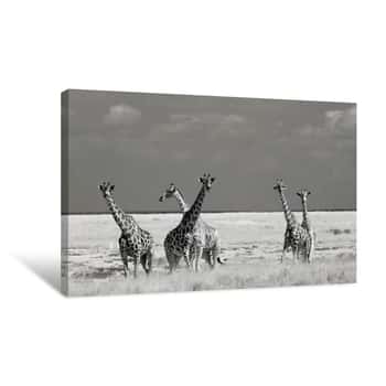 Image of Giraffe Herd Canvas Print