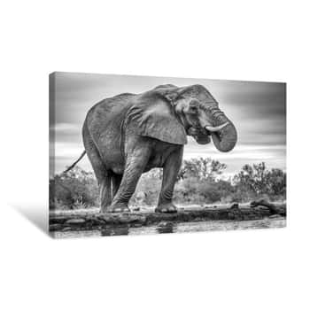 Image of Elephant Standing Proud Canvas Print