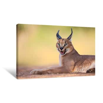 Image of Caracal Canvas Print
