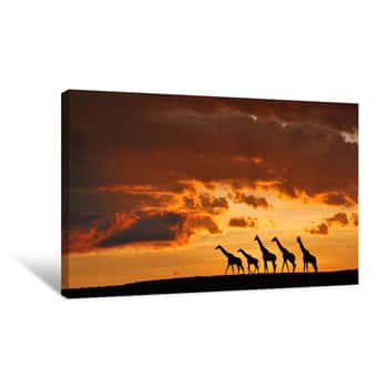Image of Five Giraffes Canvas Print