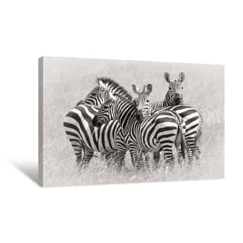 Image of Zebras Canvas Print