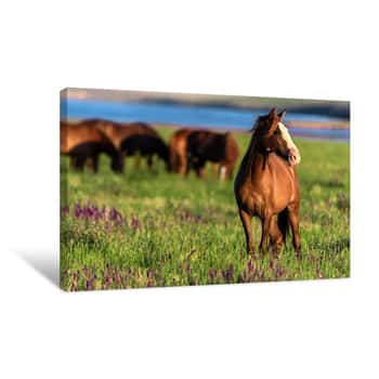 Image of Wild Horses Graze In The Sunlit Meadow Canvas Print
