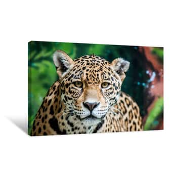 Image of Taunting The Jaguar Canvas Print