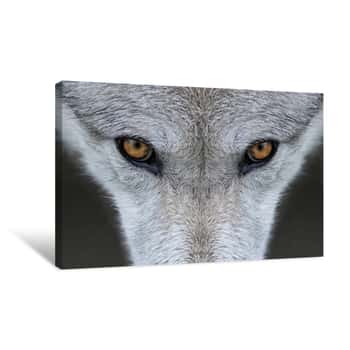 Image of Wild Gray Wolf Eyes In Wyoming Canvas Print