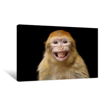 Image of Funny Portrait Of Smiling Barbary Macaque Monkey, Showing Teeth Isolated On Black Background Canvas Print