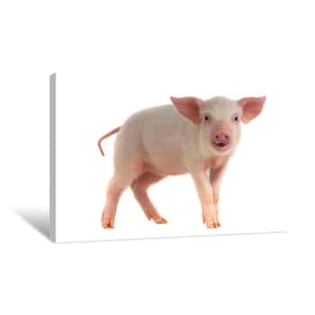 Image of Pig Canvas Print