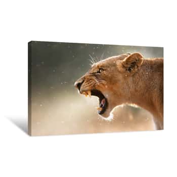 Image of Lioness Displaying Dangerous Teeth Canvas Print