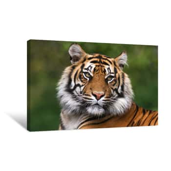 Image of Portrait Of A Bengal Tiger Canvas Print