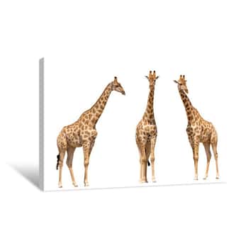 Image of Set Of Three Giraffes Seen From Front, Isolated On White Background Canvas Print