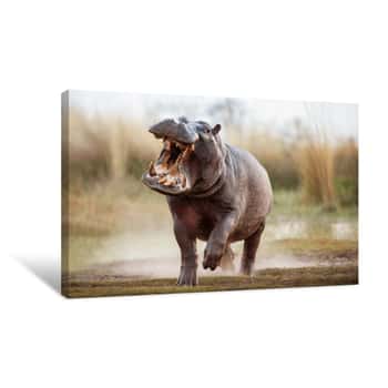 Image of Aggressive Hippo Male Attacking The Car  Huge Hippo Male Intimidating The Opponent  Wild Animal In The Nature Habitat  African Wildlife  This Is Africa  Hippopotamus Amphibius Canvas Print