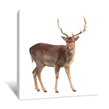 Image of Buck Deer Isolated With Clipping Path Canvas Print