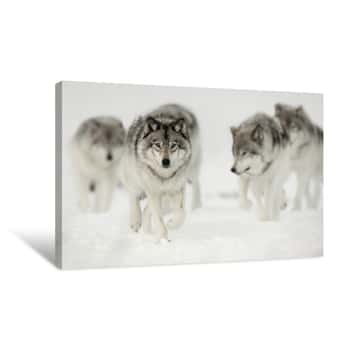Image of Wolf Pack On The Hunt Canvas Print