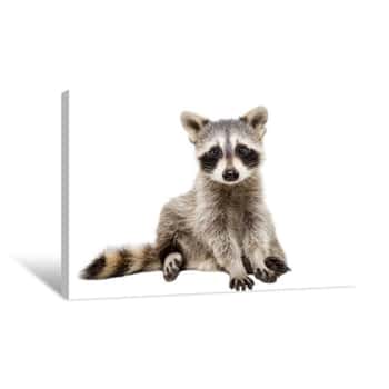 Image of Funny Raccoon Sitting Isolated On White Background Canvas Print