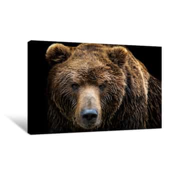 Image of Front View Of Brown Bear Isolated On Black Background  Portrait Of Kamchatka Bear (Ursus Arctos Beringianus) Canvas Print