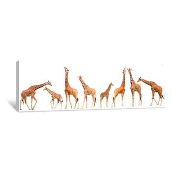 Image of Giraffe (Giraffa Camelopardalis) Canvas Print